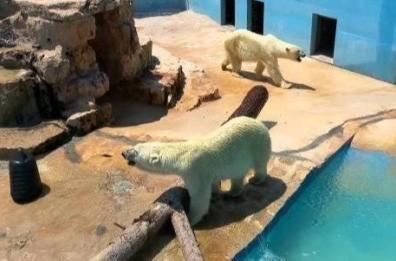 «Liberate gli orsi polari vittime del caldo allo Zoo di Fasano»