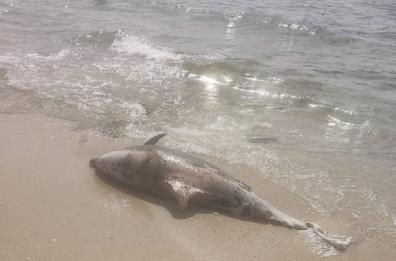 Taranto, 3 delfini spiaggiati a Piri Piri. Avvistati 4 squali a Torre Borraco