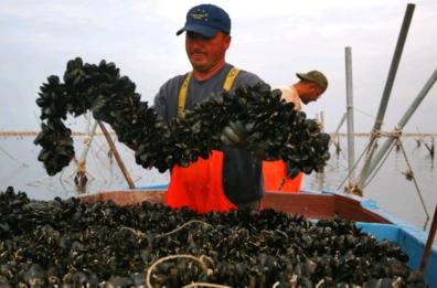 Taranto: zero plastica nell’industria dei mitili 

