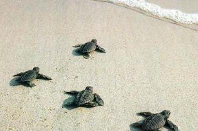 Salento, si schiudono le uova e decine di tartarughe si tuffano in mare
