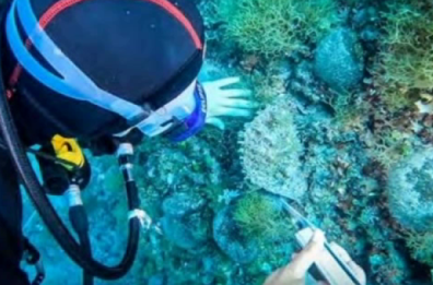 Isole Tremiti, torna la nacchera di mare: un mollusco ritenuto estinto