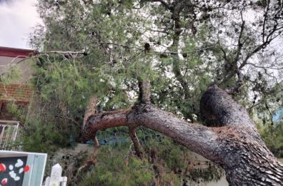 Lecce, albero cede e precipita su palo della luce: residenti senza corrente