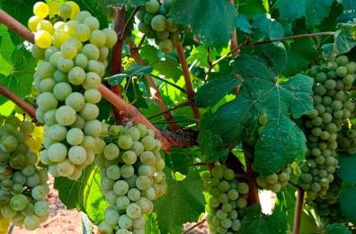Al via la vendemmia in Puglia tra rincari e clima impazzito