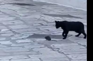 Ostuni, gatto e topo più amici che nemici: giocano nel centro della Città Bianca 