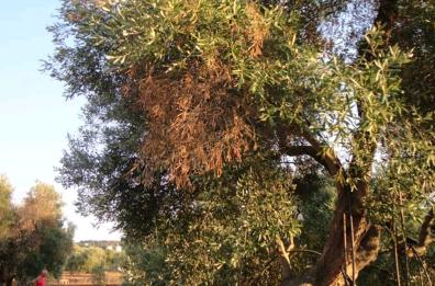 Sudest barese sotto attacco: la  Xylella avanza 
