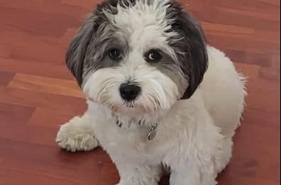 Bari si mobilita per il piccolo Steve, scappato a Japigia: l'appello viaggia sui social, il cane &egrave; stato ritrovato