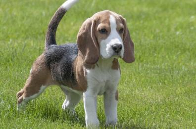 Pietramontecorvino, beagle di un turista si spaventa per i botti e scappa: ritrovato dai cittadini