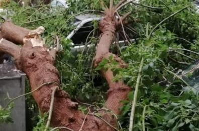 Ostuni, vento forte sradica ramo di un albero: distrutte 2 auto