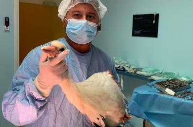 La stagione della caccia è aperta: ferita una cicogna, non potrà mai più volare