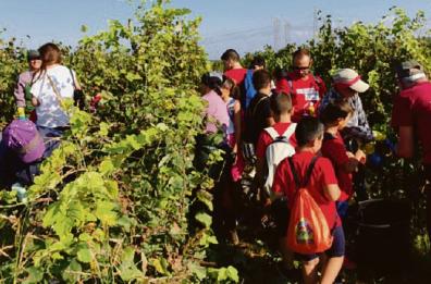 Brindisi, «vendemmia solidale» coi ragazzi di Oltre l’Orizzonte al Cillarese