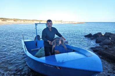 Torre Guaceto, tartaruga impigliata in rete per allevamento cozze: salvata