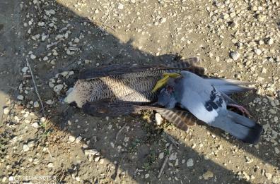 Leverano, falco pellegrino impallinato e ucciso: muore con la preda fra le zampe