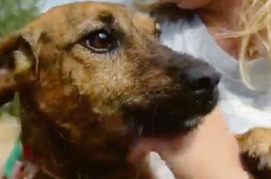 Bitonto, gettano un cucciolo in un pozzo: salvato da un altro cane e dai volontari
