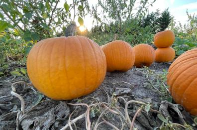 Clima pazzo, in Puglia per Halloween c'è il 15% di zucche in meno