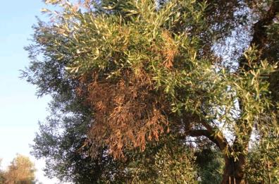 Festa di beneficenza per la lotta anti-Xylella
