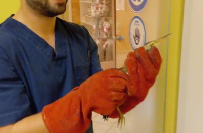 Tarabuso ferito in un cortile di Lecce, salvato dall'Enpa