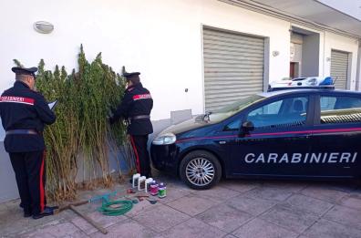 Pomarico, cc scoprono rigogliosa piantagione di cannabis: arrestato un 25enne