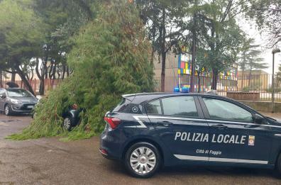 Foggia, ramo di pino cade su auto in sosta: nessun ferito