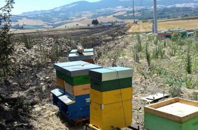 Matera,  Arma dei Carabinieri e Federazione apicoltori italiani assieme: al via «Apincittà»