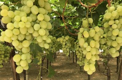 Uva da tavola in caduta libera, Metapontino in ginocchio