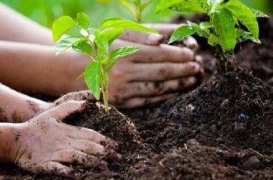 Gallipoli, un albero per ogni  nuovo nato: così la città diventa più verde