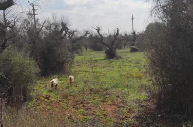 Capre vaganti a Sannicola: scatta l'operazione salvataggio