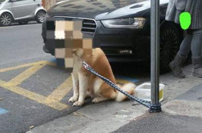 Bari, prendono in affido un cane ma poi lo abbandonano: denunciati 