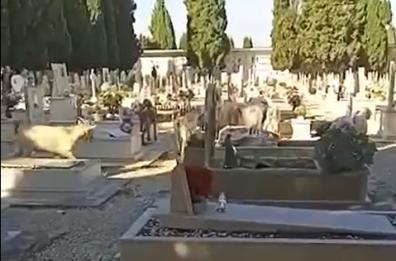 Cimitero Barletta, capre e pecore al «pascolo» fra le lapidi. Il sindaco: «fuggite dall'ovile»