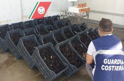Bari, pesca illegale, sanzioni per 60mila euro della  Guardia Costiera 