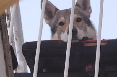 Lecce, un cane cade dal balcone e muore. L'Enpa denuncia: «I responsabili dovranno pagare»