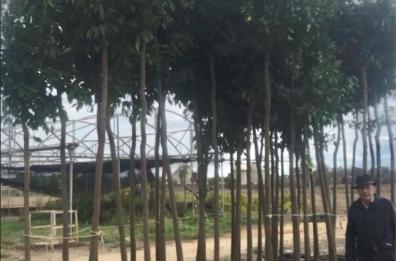 Lecce, dona 40 alberi al Comune ma non vengono piantati: «Rischiano di morire»