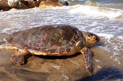 Una Bioshopper per la salvaguardia delle tartarughe marine Caretta Caretta: Despar Centro-Sud sostiene il progetto «Tartalove» di Legambiente