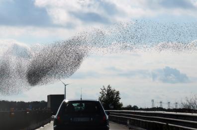 Ostuni, uno stormo di uccelli disegna coreografie in volo