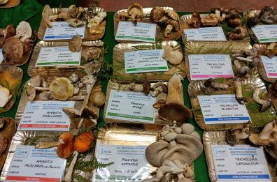 Intossicazioni da funghi: le raccomandazioni per evitarle nel vademecum della ASL Bari