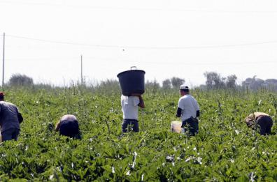 Coldiretti Puglia, la mafia si insinua nella povertà: crescono gli interessi  nel settore del cibo