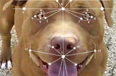 Cani, basta uno sguardo per capire: l’espressione svela le aggressioni Cani, basta uno sguardo per capire: l’espressione svela le aggressioni