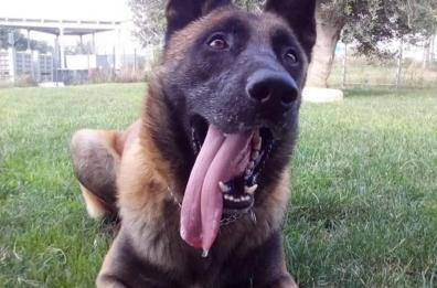 Monopoli piange il cane poliziotto King: si è spento dopo 10 anni di servizio