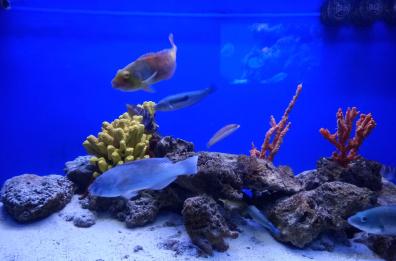 Santa Maria al Bagno: chiusa la campagna di ripopolamento dell'acquario del Salento