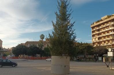 A Foggia arriva «Spelacchio», ironia social per il piccolo abete in piazza Cavour