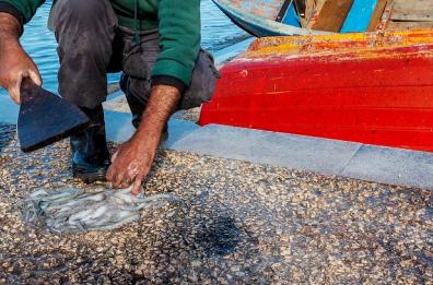 Bari, «Vietato lavare le seppie» e il pescatore aggredisce la vigilessa