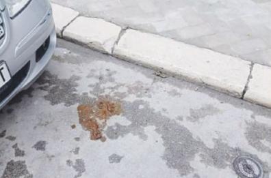Deiezioni canine per strada, quanta inciviltà a Trani