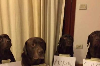 Trani, basta far del male agli animali: una petizione per fermare i botti di Capodanno
