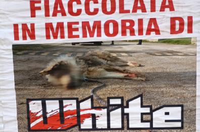 A Cocumola corteo in ricordo di White, cane legato all'auto e trascinato per aver azzannato due galline