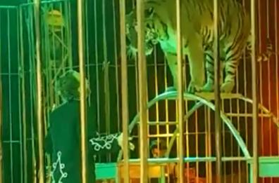 Ivan Orfei azzannato da una tigre durante uno spettacolo nel Salento VIDEO