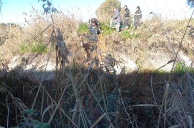 Ginosa Marina, cane spaventato dai botti cade in un dirupo: salvato 
