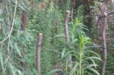 Ancona, coltivava marijuana in una casa inagibile per il sisma: denunciato trentenne