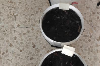 Pesca di frodo, sequestrati 63 kg di oloturie a Taranto