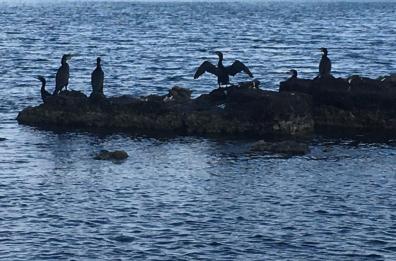 Puglia, il clima impazzito fa triplicare i cormorani: ognuno mangia 10kg di pesce al mese