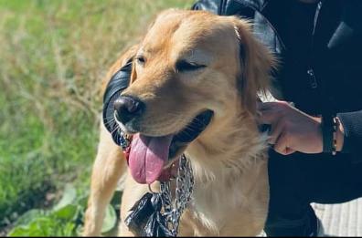 Bari si mobilita per trovare Achille: golden retriever scomparso da giorni al San Paolo