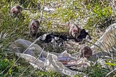 Potenza, emergenza topi nei quartieri: Macchia Romana lancia l’allarme